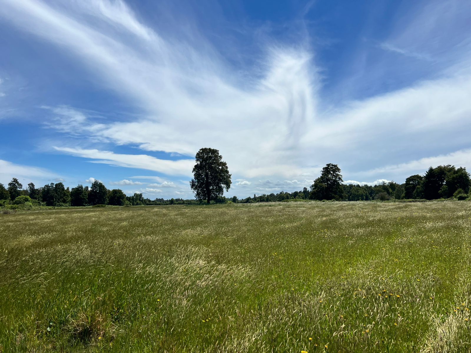Predio Agrícola 68 hectáreas / Osorno – Lago Rupanco - Imagen 3