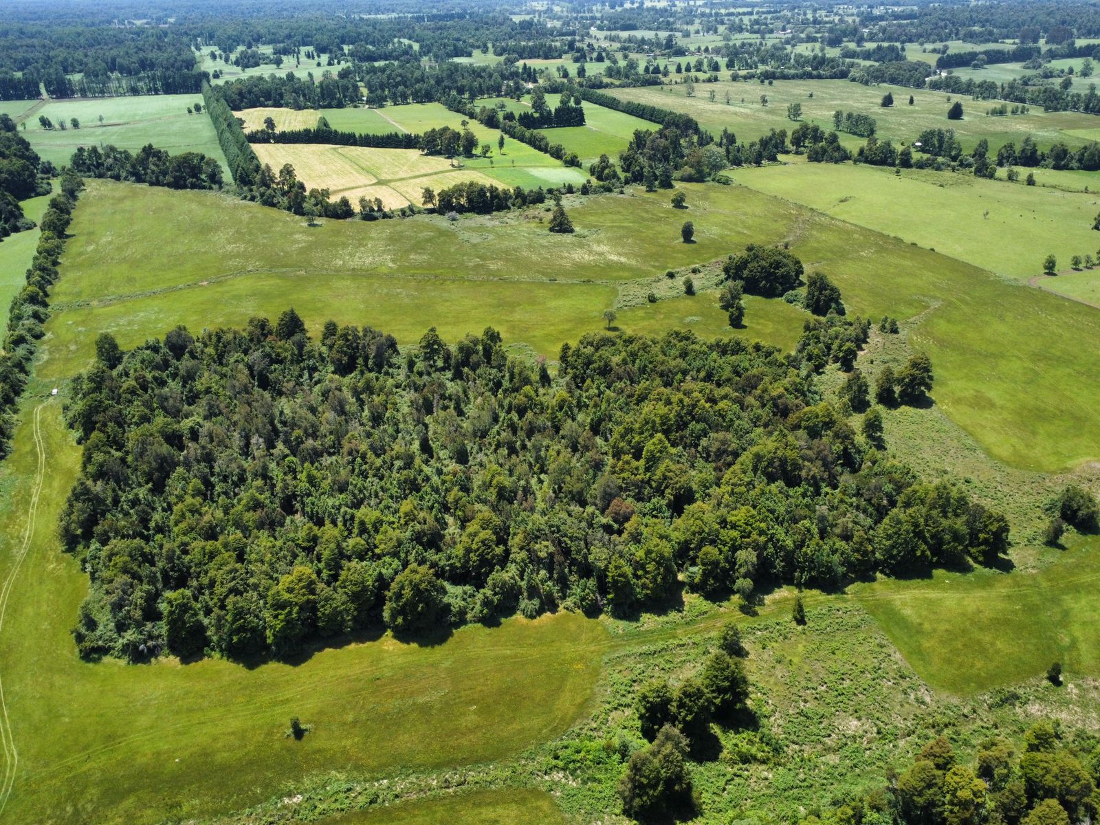 Predio Agrícola 68 hectáreas / Osorno – Lago Rupanco - Imagen 6