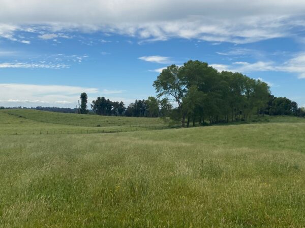 Campo de 51 Hectáreas