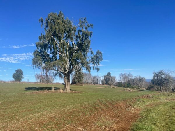 Venta de parcelas en Río Negro